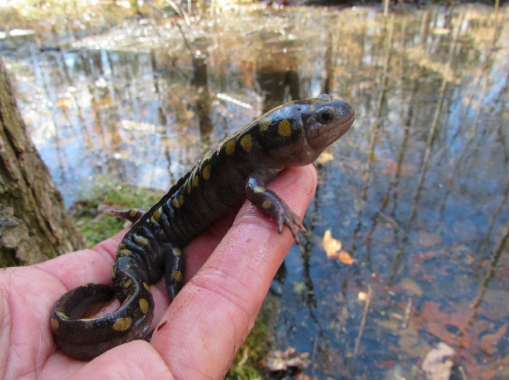 Spotted Salamander